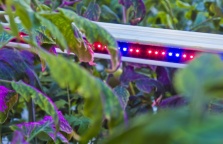 The first industrial greenhouse using Philips LED has been created in Uman