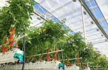 Uman Greenhouse Plant has reduced gas consumption tenfold